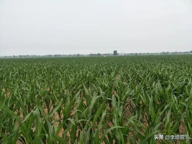 今天全国项城天气查询