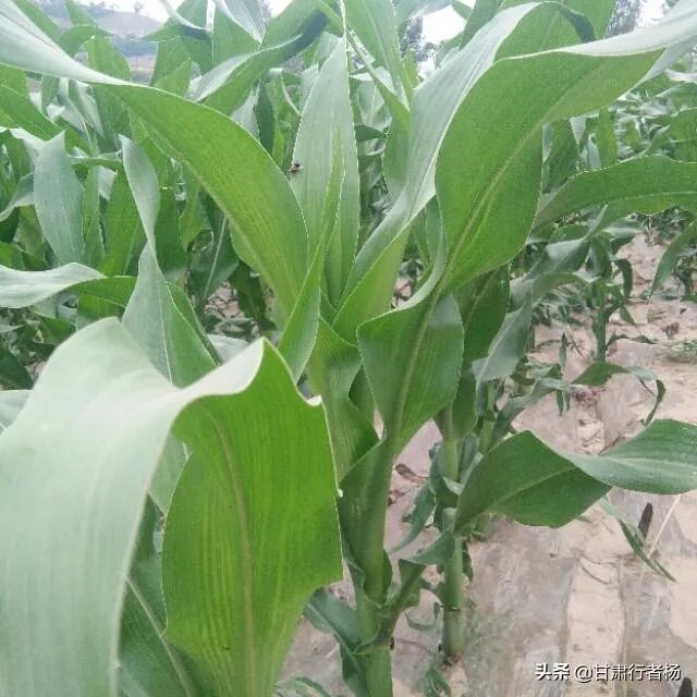 今天全国项城天气查询