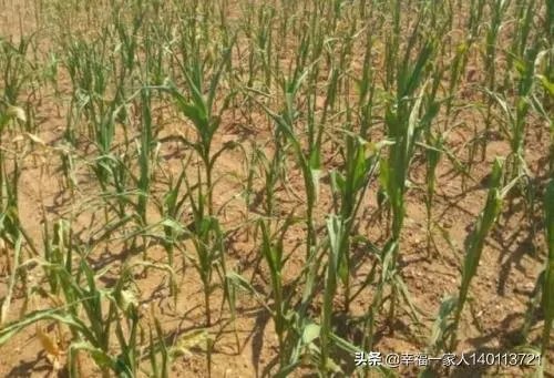 今天全国项城天气查询