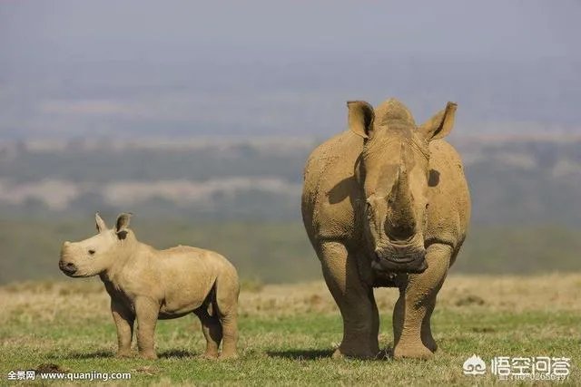 白犀牛真的是世界上最大的犀牛吗？