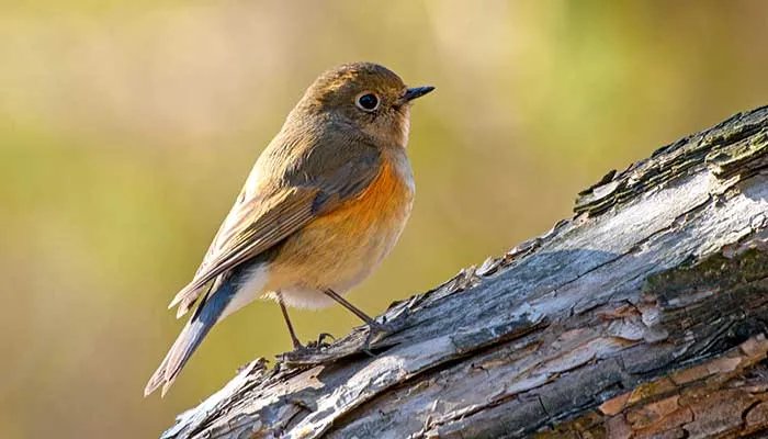 2021爱鸟周是几月几日 中国爱鸟周是几月几日