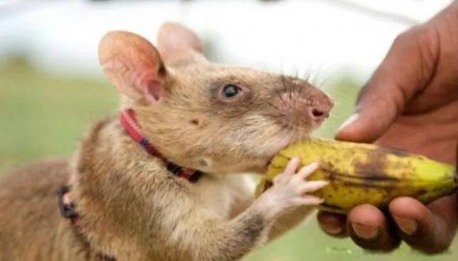 非洲巨鼠可以当宠物吗 世界上最大的老鼠非洲巨鼠为什么能探雷