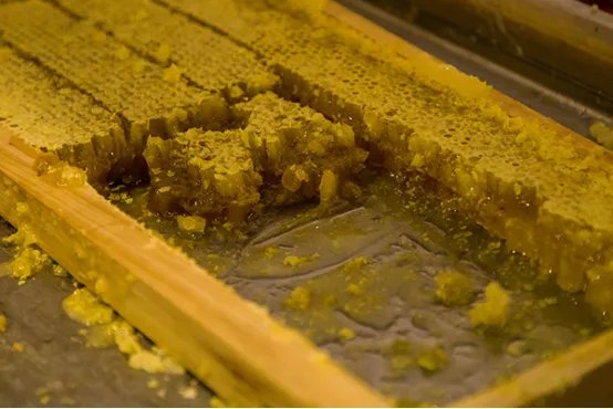 蜂王胎的作用与功效是什么