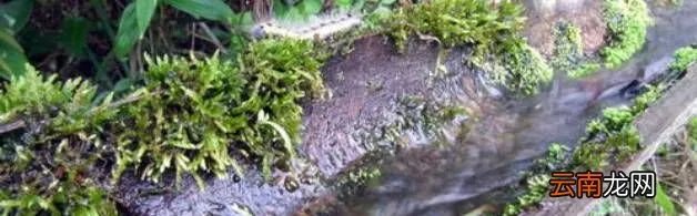 水笕的意思是什么？