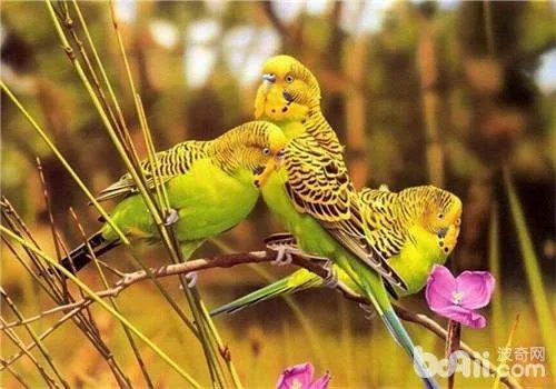 虎皮鹦鹉会说话吗？好养吗？