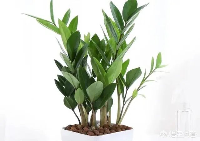 金钱树该怎么养？