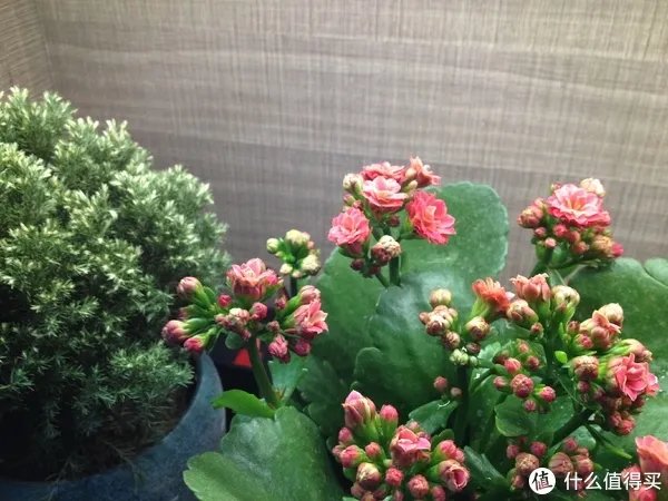 给老爸老妈换个iPhone吧！——iPhone12开箱简评。还把屏幕划伤了！