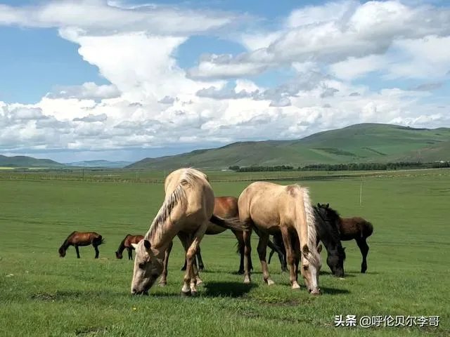 去呼伦贝尔大草原玩的旅游攻略？