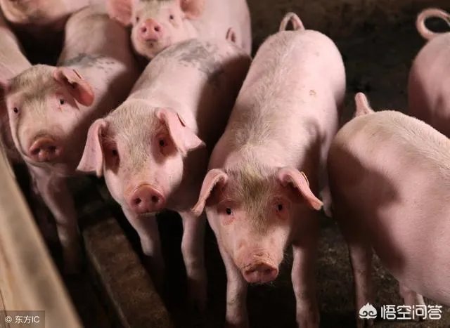 2018年下半年生猪价格走势