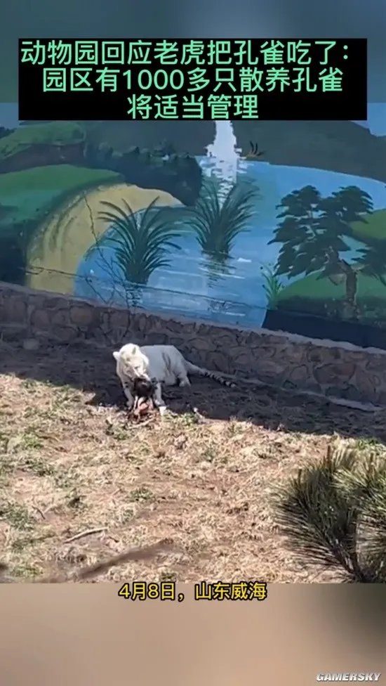 动物园老虎把孔雀吃了 园区回应:有1000多只散养孔雀