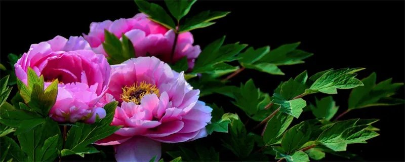 牡丹花什么时候开 牡丹花的开花时间