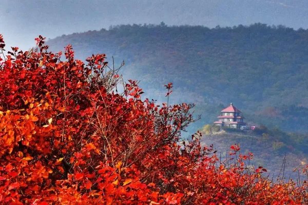 香山红叶什么时候红