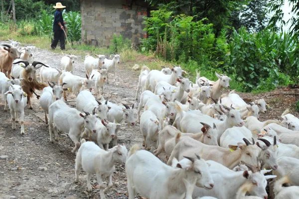 在农村养殖业里什么最净钱