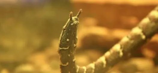 世界上最快的蛇，钓鱼蛇捕鱼速度0.001秒