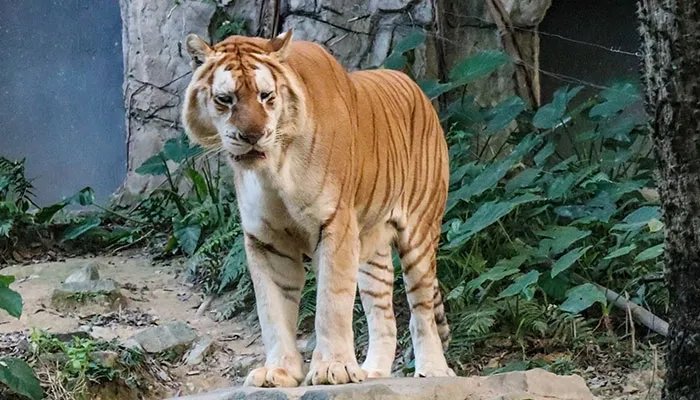 长隆野生动物园攻略 长隆野生动物园游玩攻略
