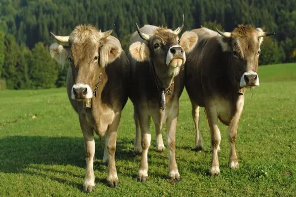 大公无私解一正确生肖