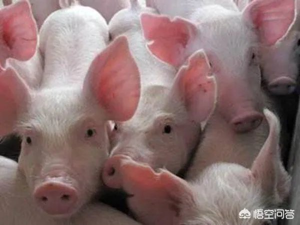 2018年下半年生猪价格走势