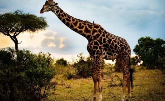 长颈鹿英文怎么读