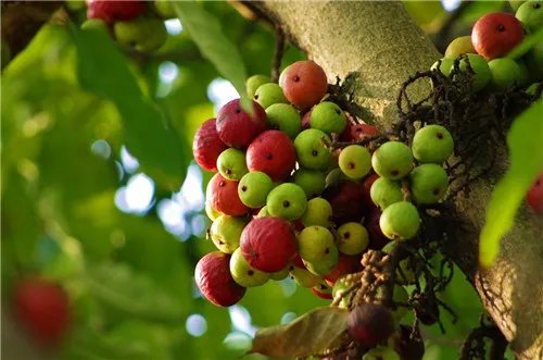 榕树果有毒吗 榕树果的三个重要价值介绍