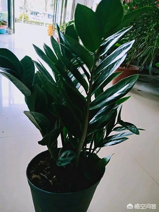 金钱树该怎么养？