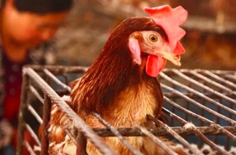 中国上一次禽流感是哪一年?