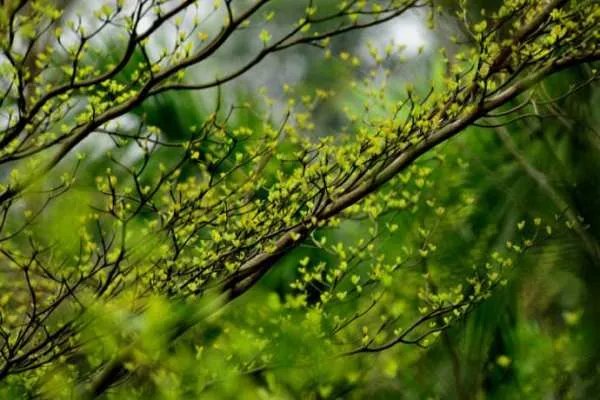 含春的成语20个