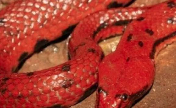 世界上最奇异的蛇，能散发出香味的香蛇