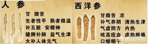 北沙参与人参