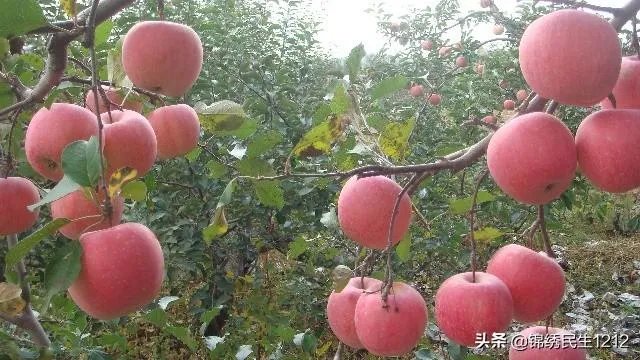 进入9月份了中晚熟水果陆续进入成熟采摘期，可是今年的水果价格怎么这么低？