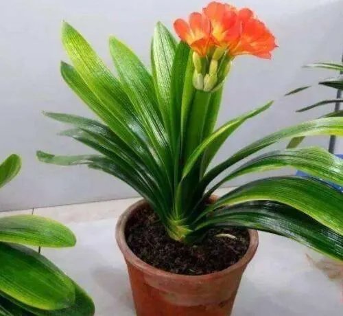 油漆刷完多久可以入住