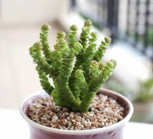 钱串子花养殖方法和注意事项