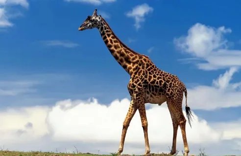 长颈鹿英文怎么读