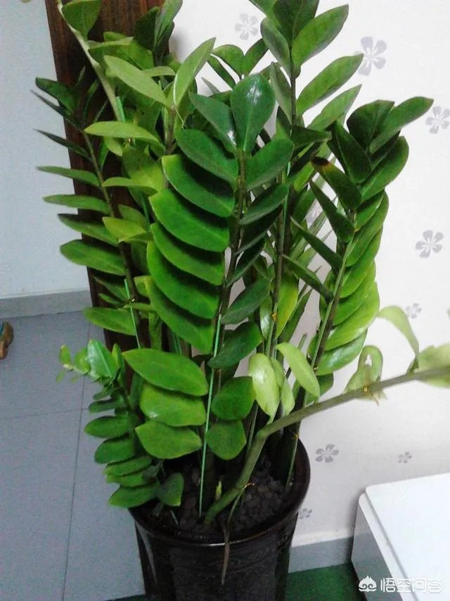 金钱树该怎么养？