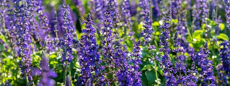 驱蚊植物有哪些 哪些植物驱蚊