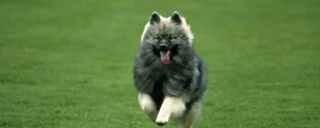 荷兰毛狮犬饲养方法 养之前一定要知道这些