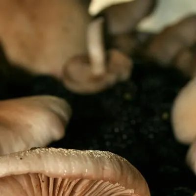 吃什么降低胆固醇