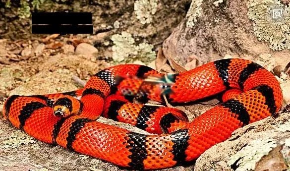 牛奶蛇长什么样子图片 它和珊瑚蛇有什么区别