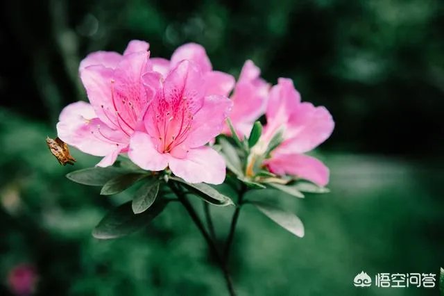 女孩子经常拍花的照片给我看是什么意思？