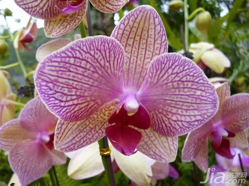 什么是蝴蝶花,蝴蝶花图片欣赏