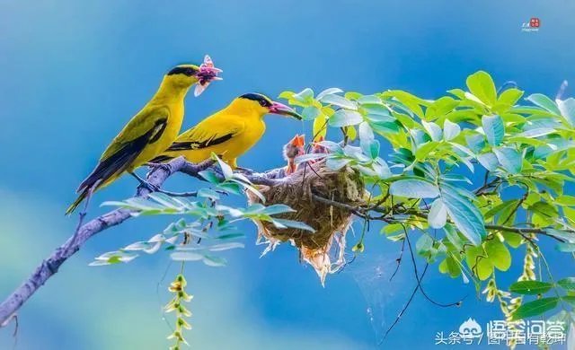 济宁有哪些旅游景点？