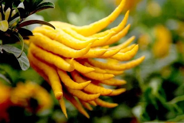 金华有哪些特色的美食？