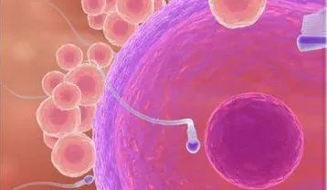 温州供卵试管-温州市人民医院可以借卵子做供卵试管吗？附2023供卵试管生男条件