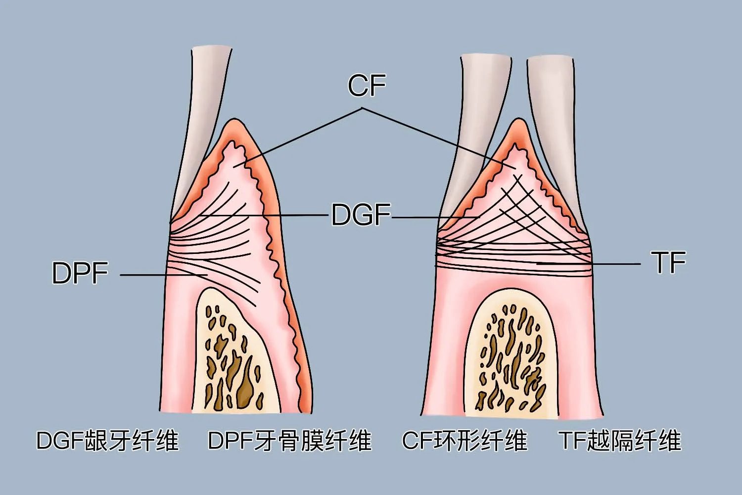 牙龈的五组纤维束图片