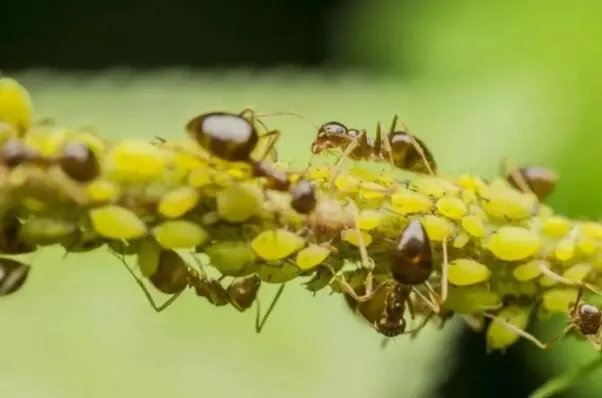 世界上最强的十大蚂蚁，火红蚁曾入侵美国，第四可当宠物养