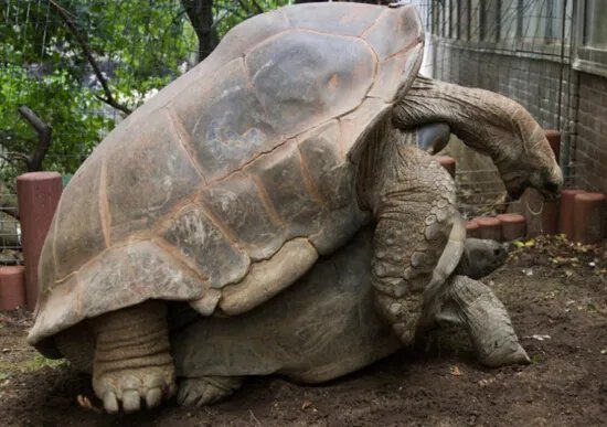 世界上最大的乌龟，象龟重达375公斤（龟中“巨人”）