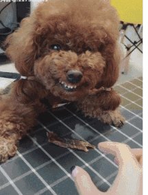 求超级搞笑的图片？