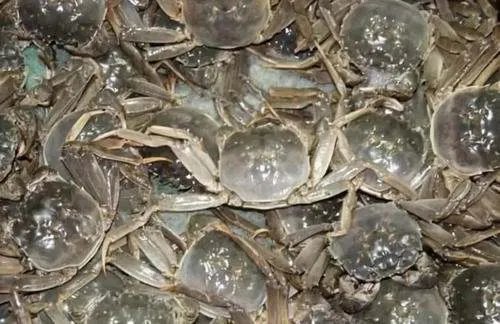 在农村养殖业里什么最净钱