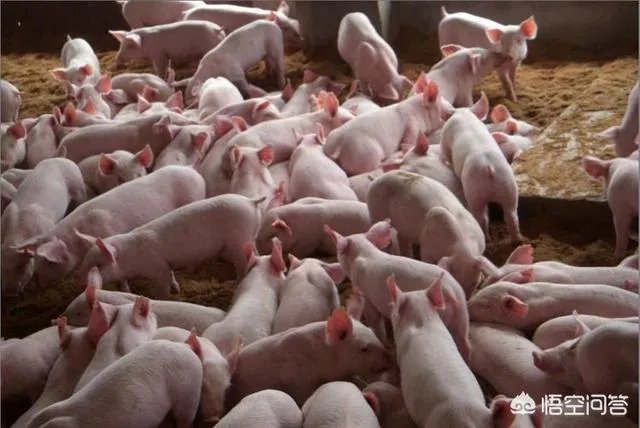 2018年下半年生猪价格走势