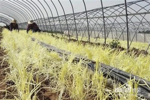 韭黄种植方法