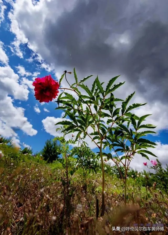 去呼伦贝尔大草原玩的旅游攻略？